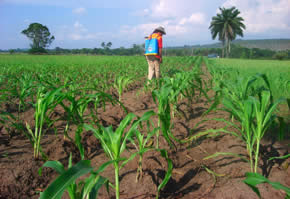 Un champ de ma&iuml;s bph agricole Congo