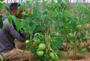 tomates BPH Agricole Congo