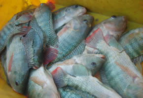 Quelques Tilapias Niloticas