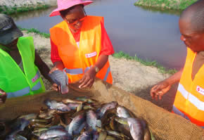 Tri de poisson chez BPH Agricole Congo